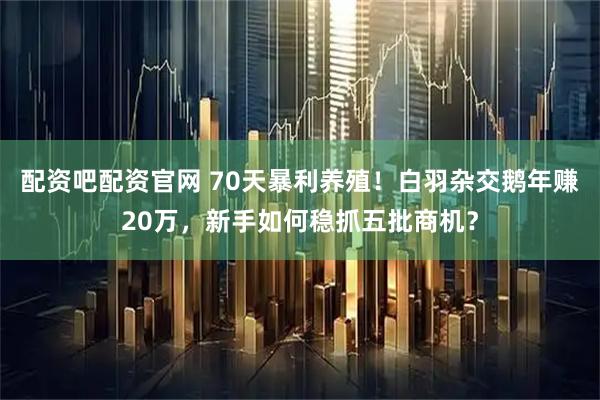 配资吧配资官网 70天暴利养殖！白羽杂交鹅年赚20万，新手如何稳抓五批商机？